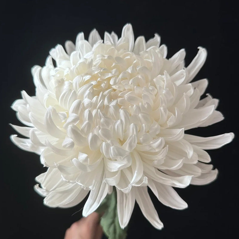 🌺Cvet elegance🌼 Semena orjaške krizanteme