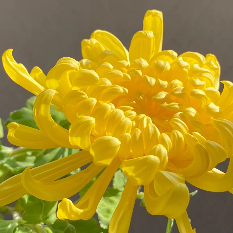 🌺Cvet elegance🌼 Semena orjaške krizanteme