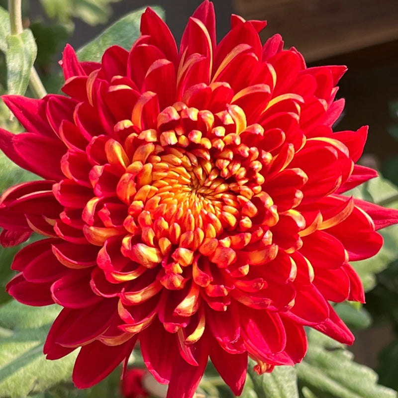 🌺Cvet elegance🌼 Semena orjaške krizanteme