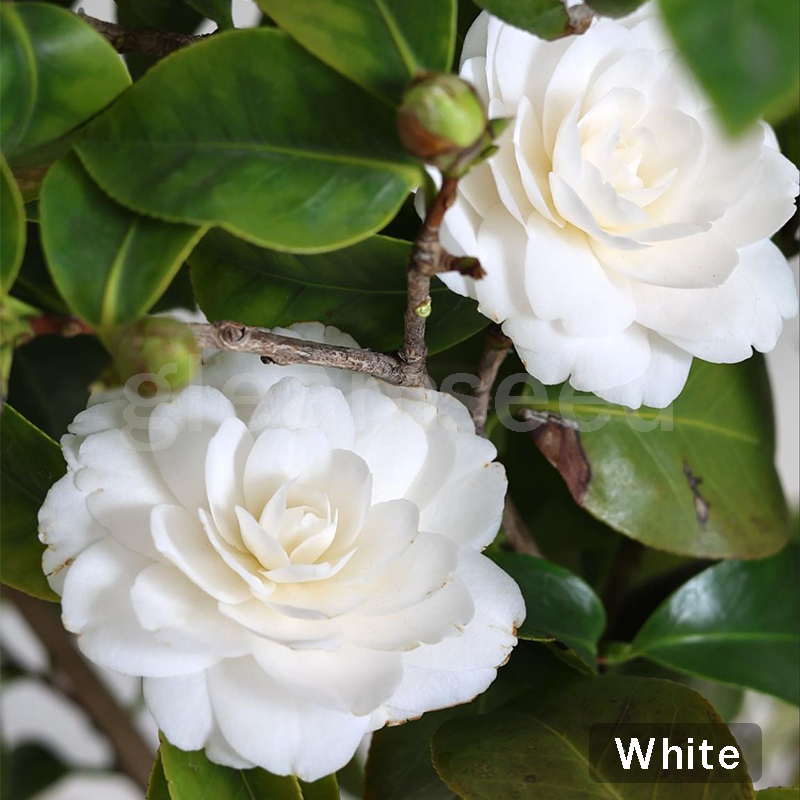 ✨Семена от цвят Камелия – 8 романтични цвята, красотата на зимния цъфтеж