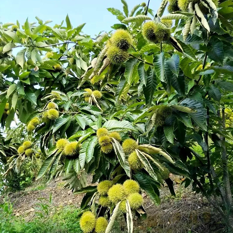 Semena drevesa divjega kostanja – sladke in aromatične oreščke