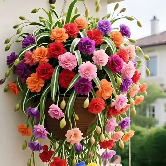 Nasiona/cebulki rośliny pająka Grand Bloom 💐 Wiszące arcydzieło natury pełne koloru i wdzięku