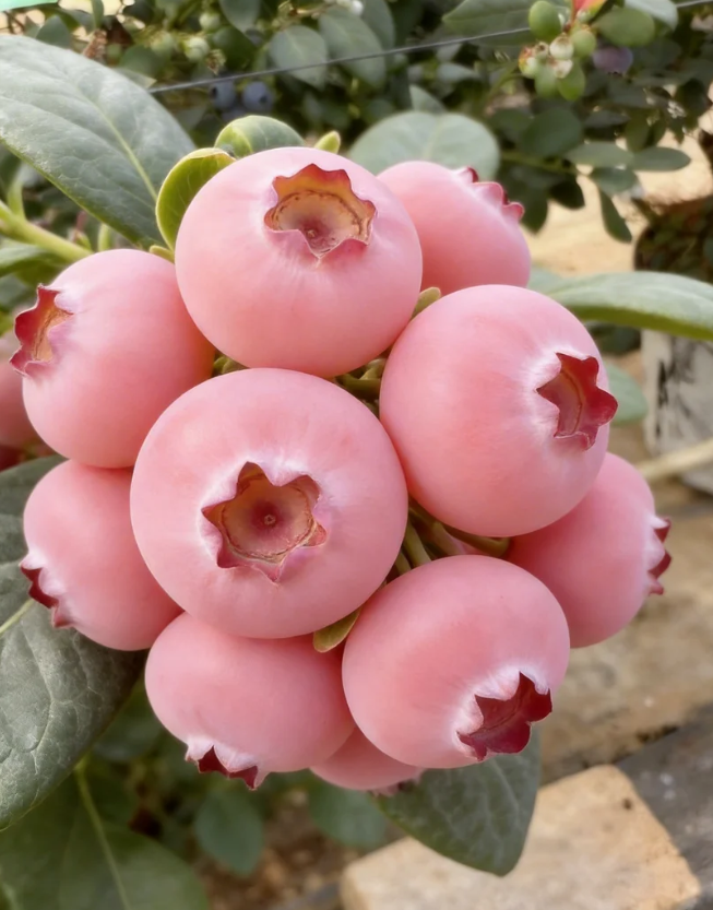 Nasiona borówki Pink Bliss – podwójna słodycz