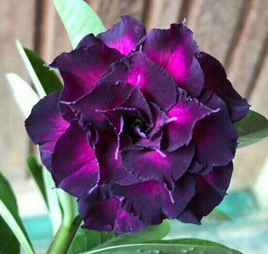 🔥Отгледайте Кралицата на пустинята – сега на намалена цена!🎁 😍Обича да цъфти, дълъг период на цъфтеж 🌵 Пустинна роза