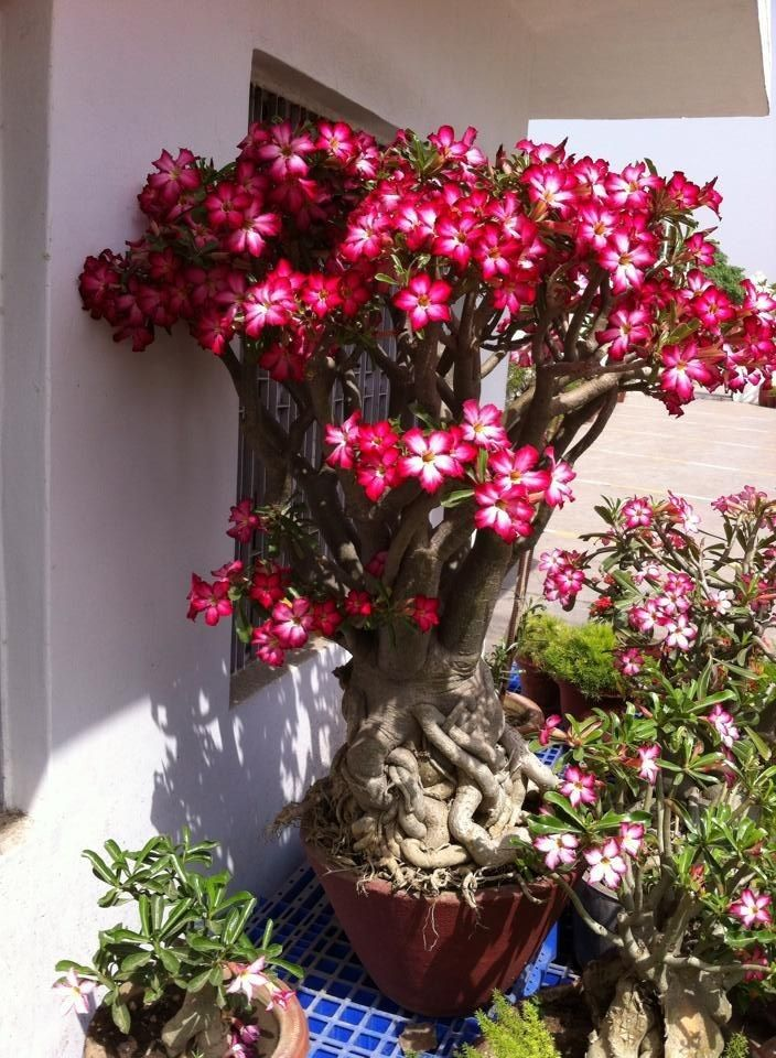 🔥Отгледайте Кралицата на пустинята – сега на намалена цена!🎁 😍Обича да цъфти, дълъг период на цъфтеж 🌵 Пустинна роза