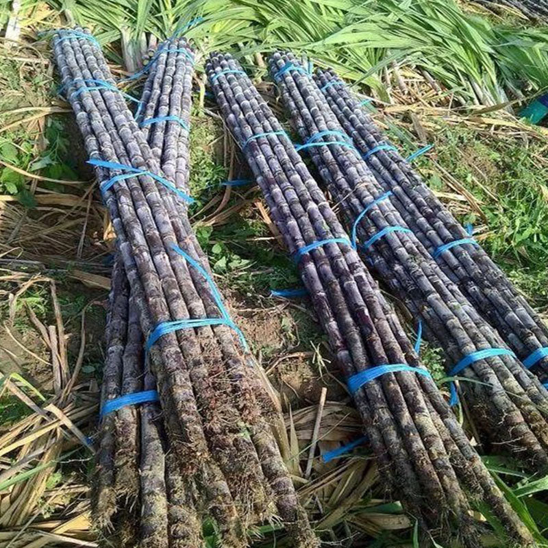 🌱 Високопродуктивни семена от захарна тръстика – лесни за отглеждане и жизнеспособни, идеални за домашно отглеждане на плодове