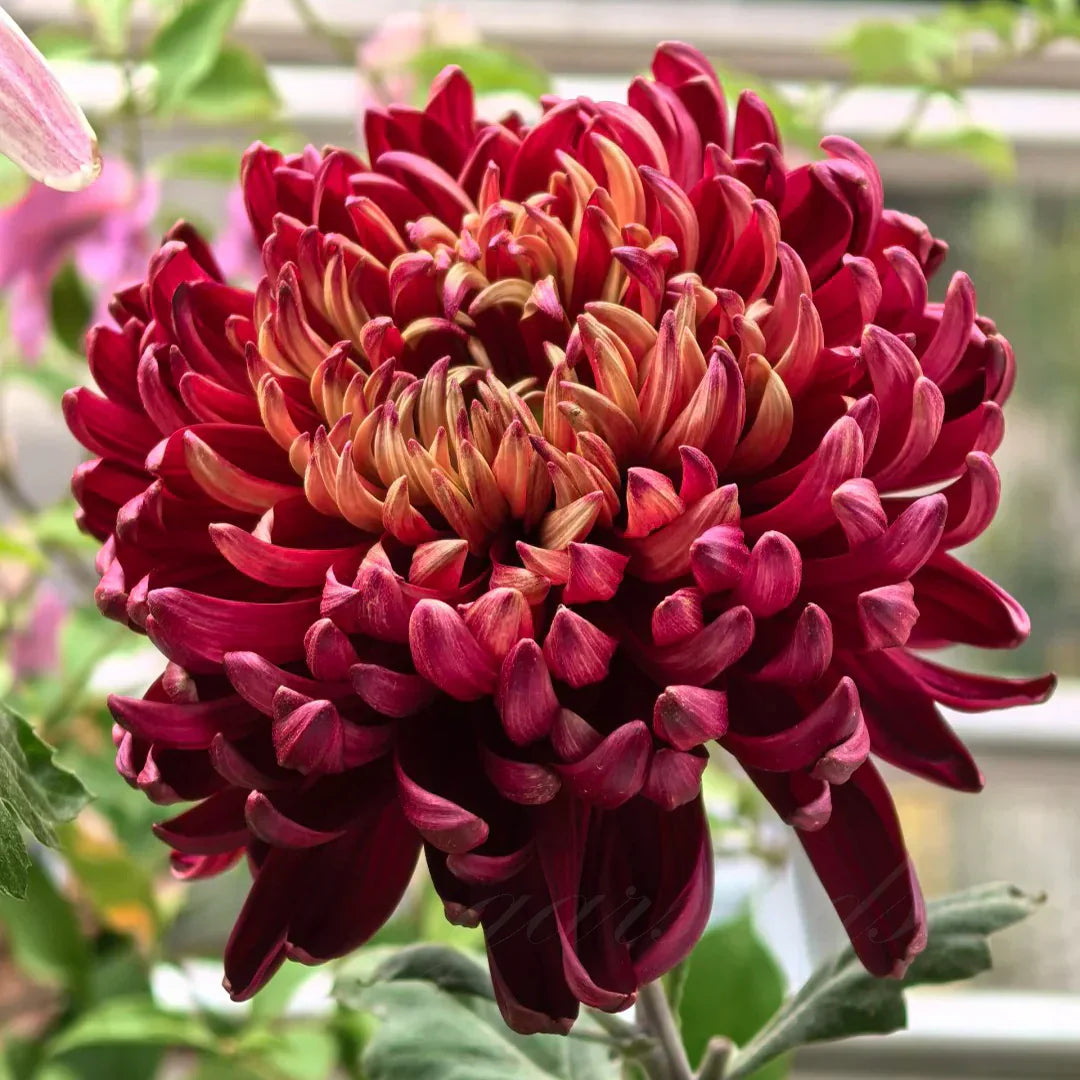 🌺Cvet elegance🌼 Semena orjaške krizanteme