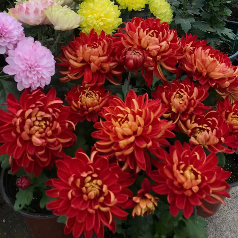 🌺Cvet elegance🌼 Semena orjaške krizanteme