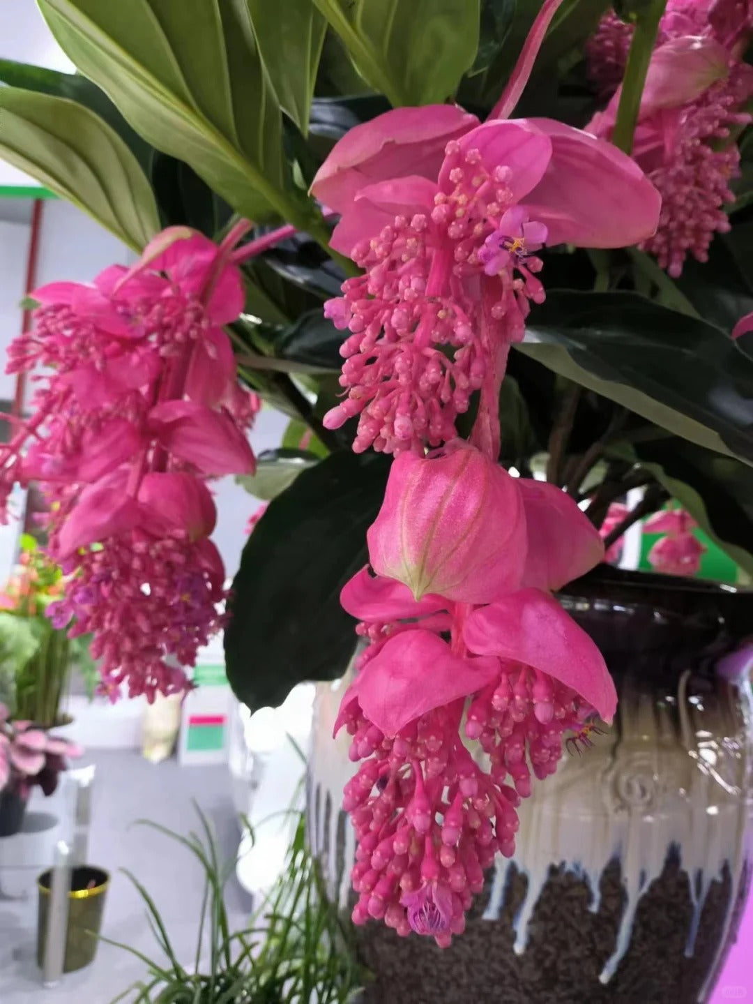 Розови гроздови семки - Отглеждайте кралицата на цветята във вашата градина