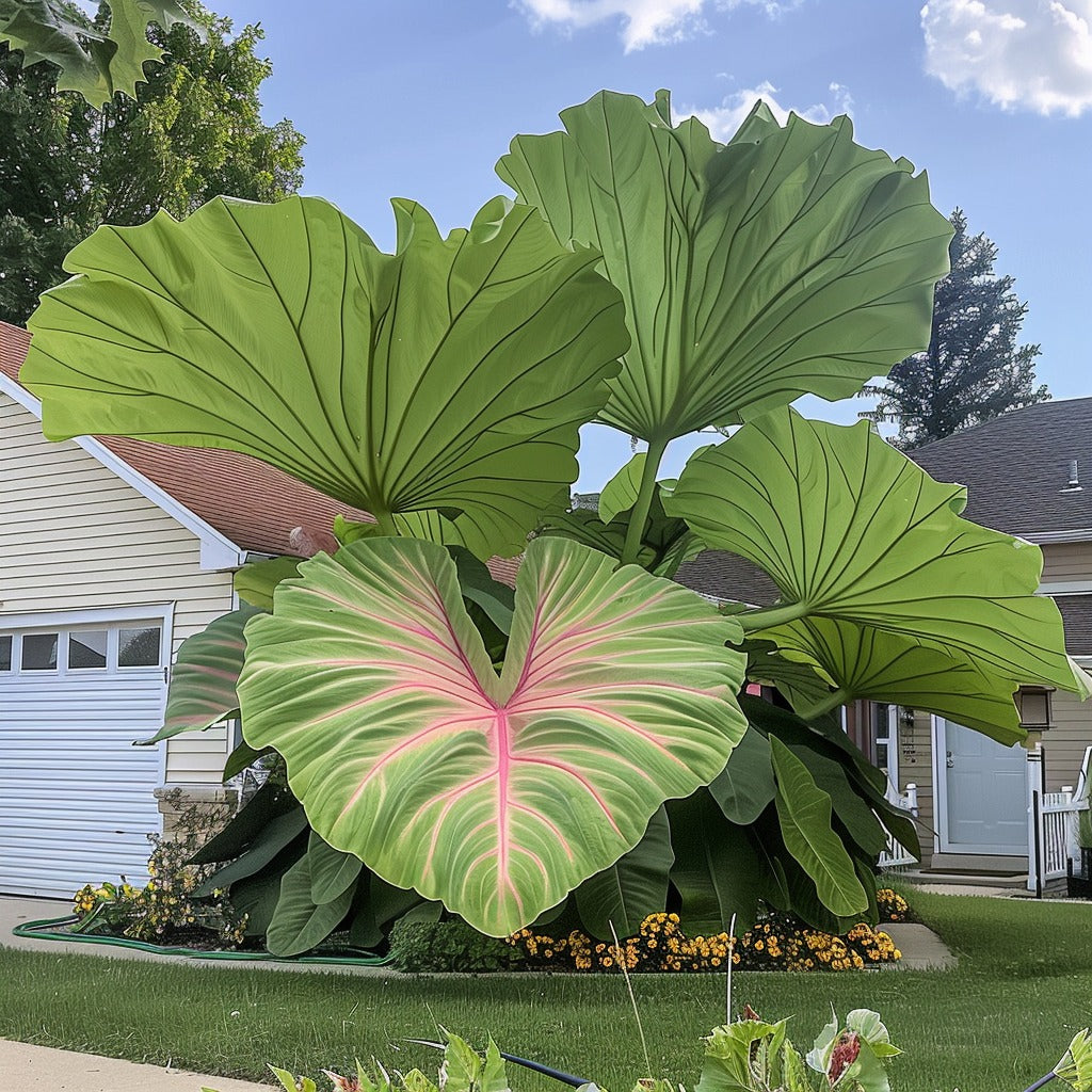 🌿Fascynujący gigantyczny kaladium🌈