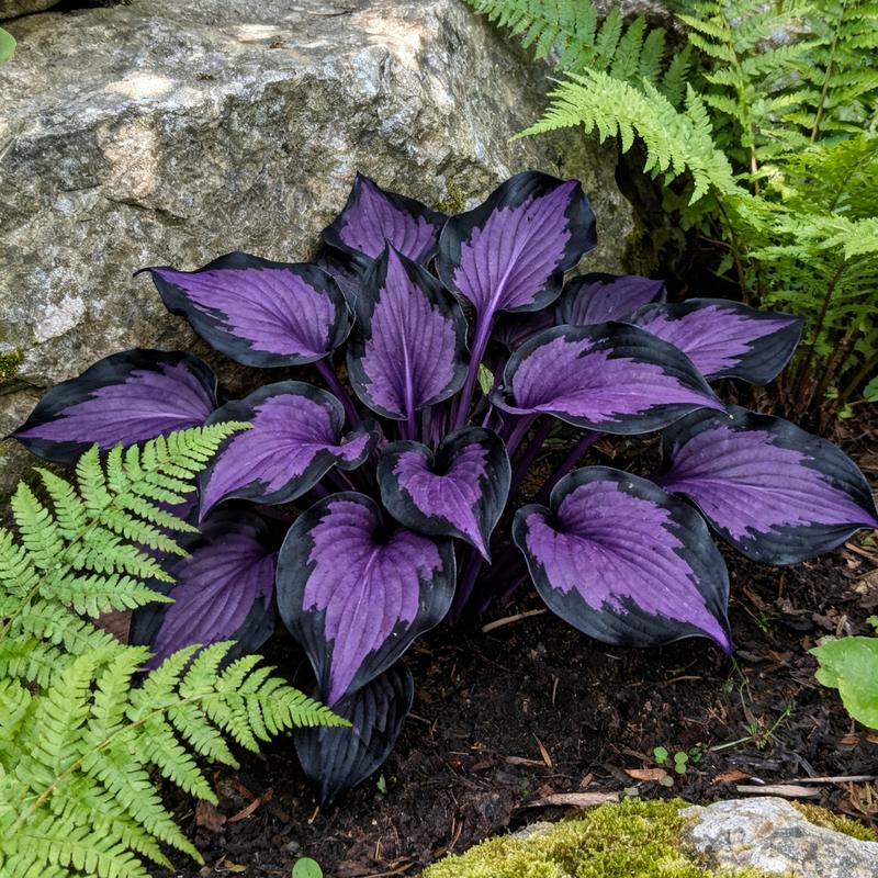 💥Vroča razprodaja 2025 🌌Semena hoste Midnight Purple Heart, trajnica, ki ljubi senco, za vrt