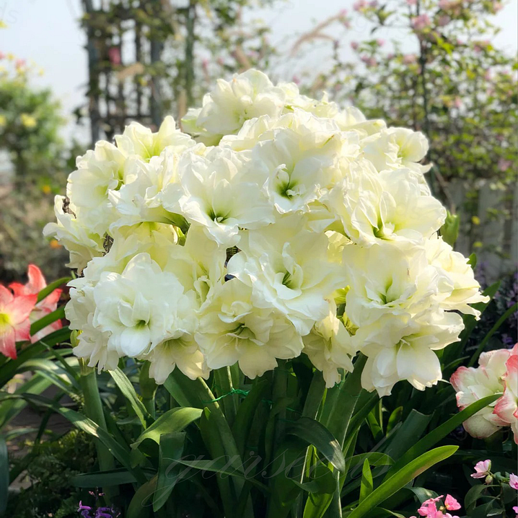 Луковици на двуцветни амарилиси🌼
