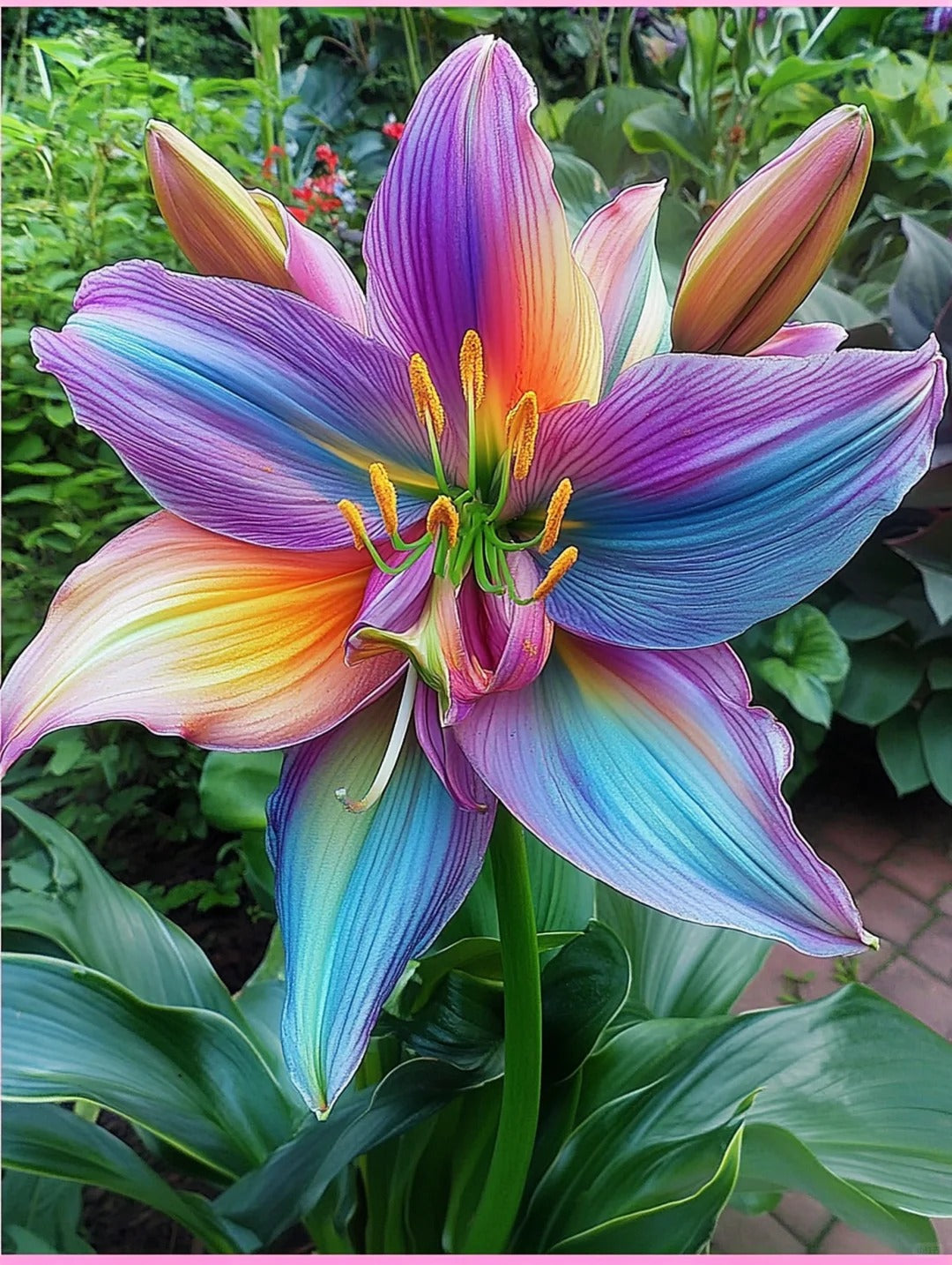 Семена от дъгови лилии – добавете нотка цвят към вашата градина