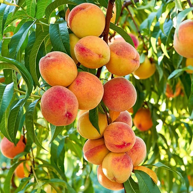 🍑Bardzo słodkie i soczyste pestki brzoskwini