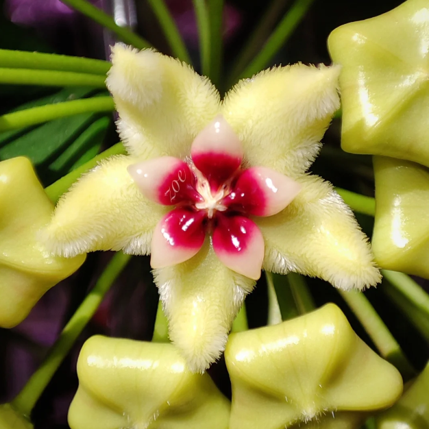 ✨Cebule Hoya – gwiazdy spadające z nieba✨
