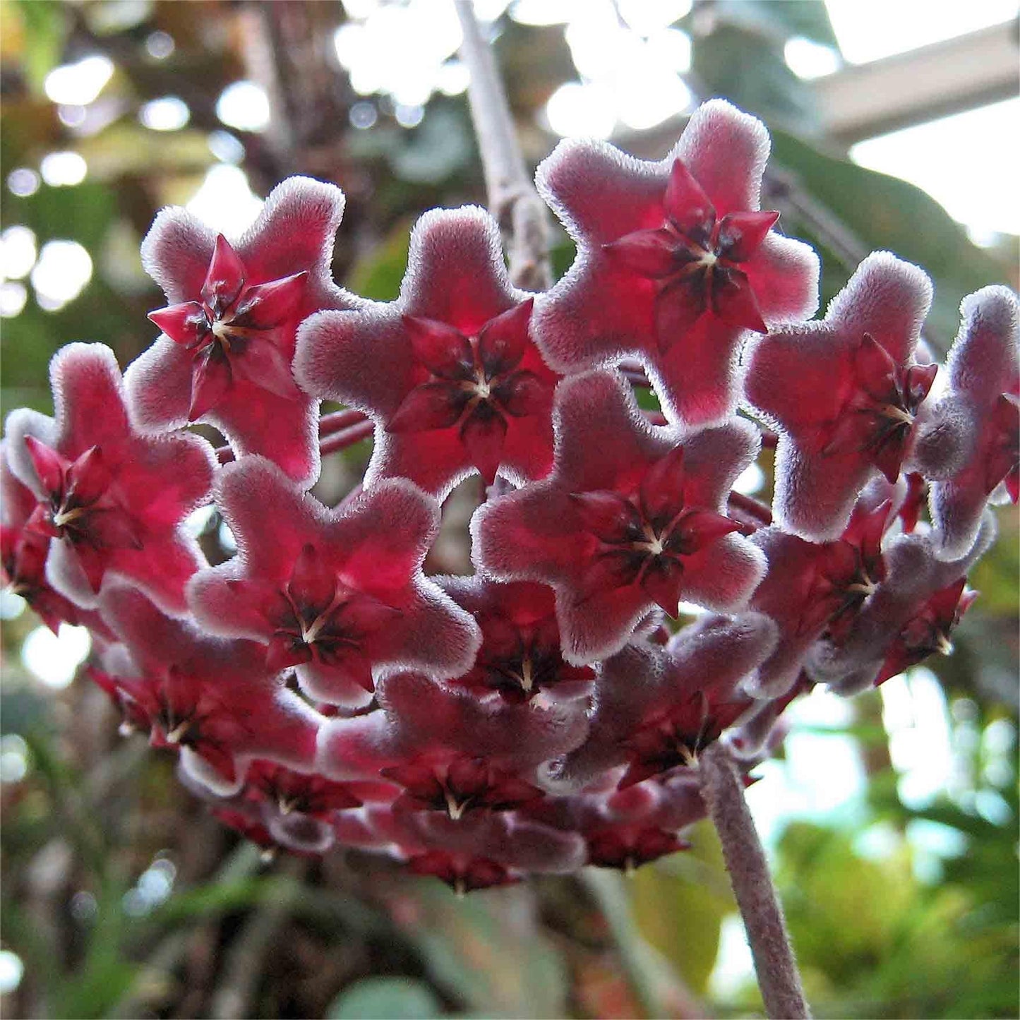 ✨Cebule Hoya – gwiazdy spadające z nieba✨