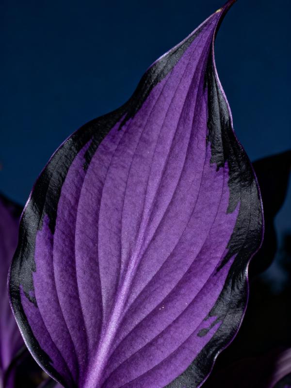 💥Vroča razprodaja 2025 🌌Semena hoste Midnight Purple Heart, trajnica, ki ljubi senco, za vrt