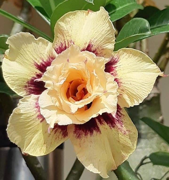 🔥Отгледайте Кралицата на пустинята – сега на намалена цена!🎁 😍Обича да цъфти, дълъг период на цъфтеж 🌵 Пустинна роза