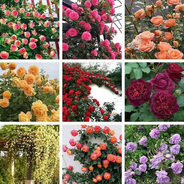 🌺Nasiona róży pnącej