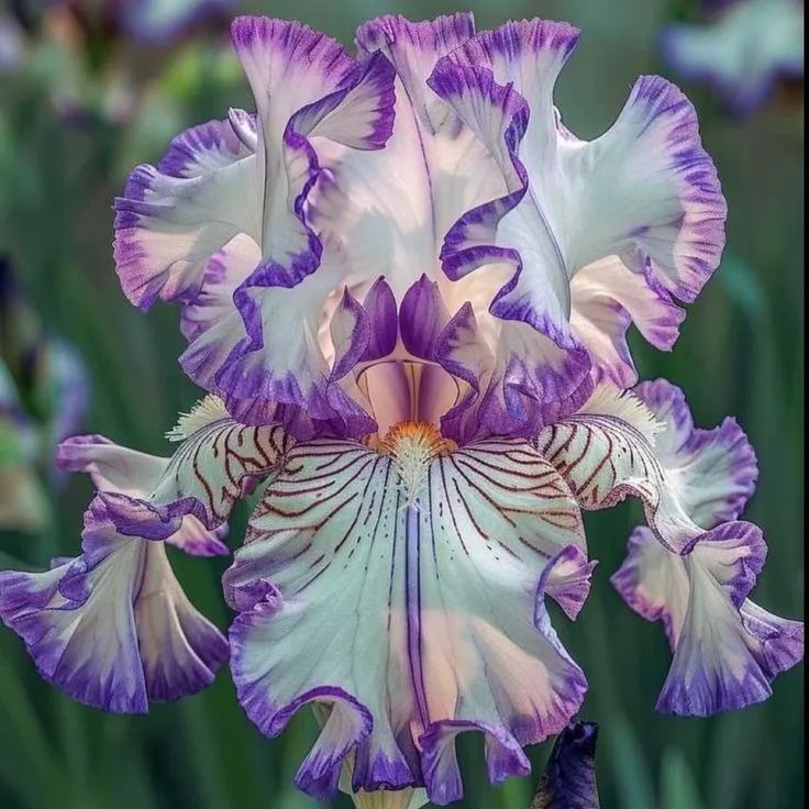 ⚜️Redek, visok bradati iris (premium sorta s koreninami)
