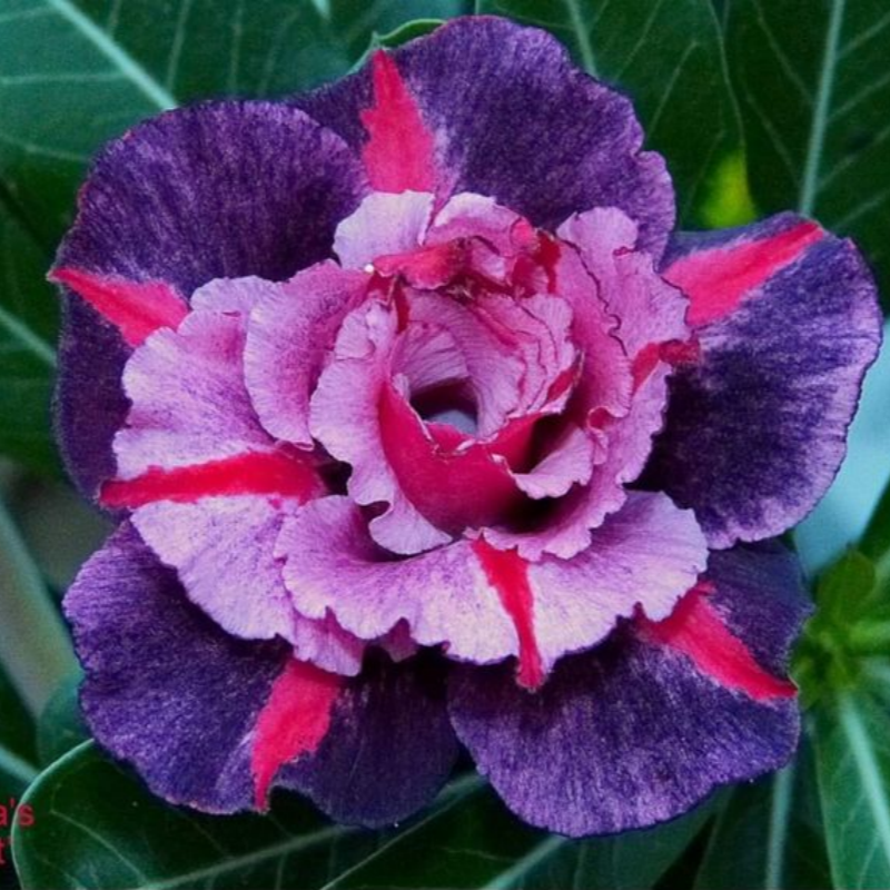 🔥Отгледайте Кралицата на пустинята – сега на намалена цена!🎁 😍Обича да цъфти, дълъг период на цъфтеж 🌵 Пустинна роза