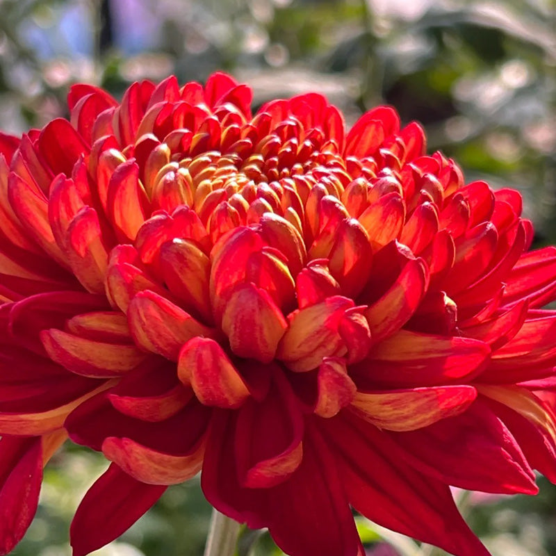 🌺Cvet elegance🌼 Semena orjaške krizanteme