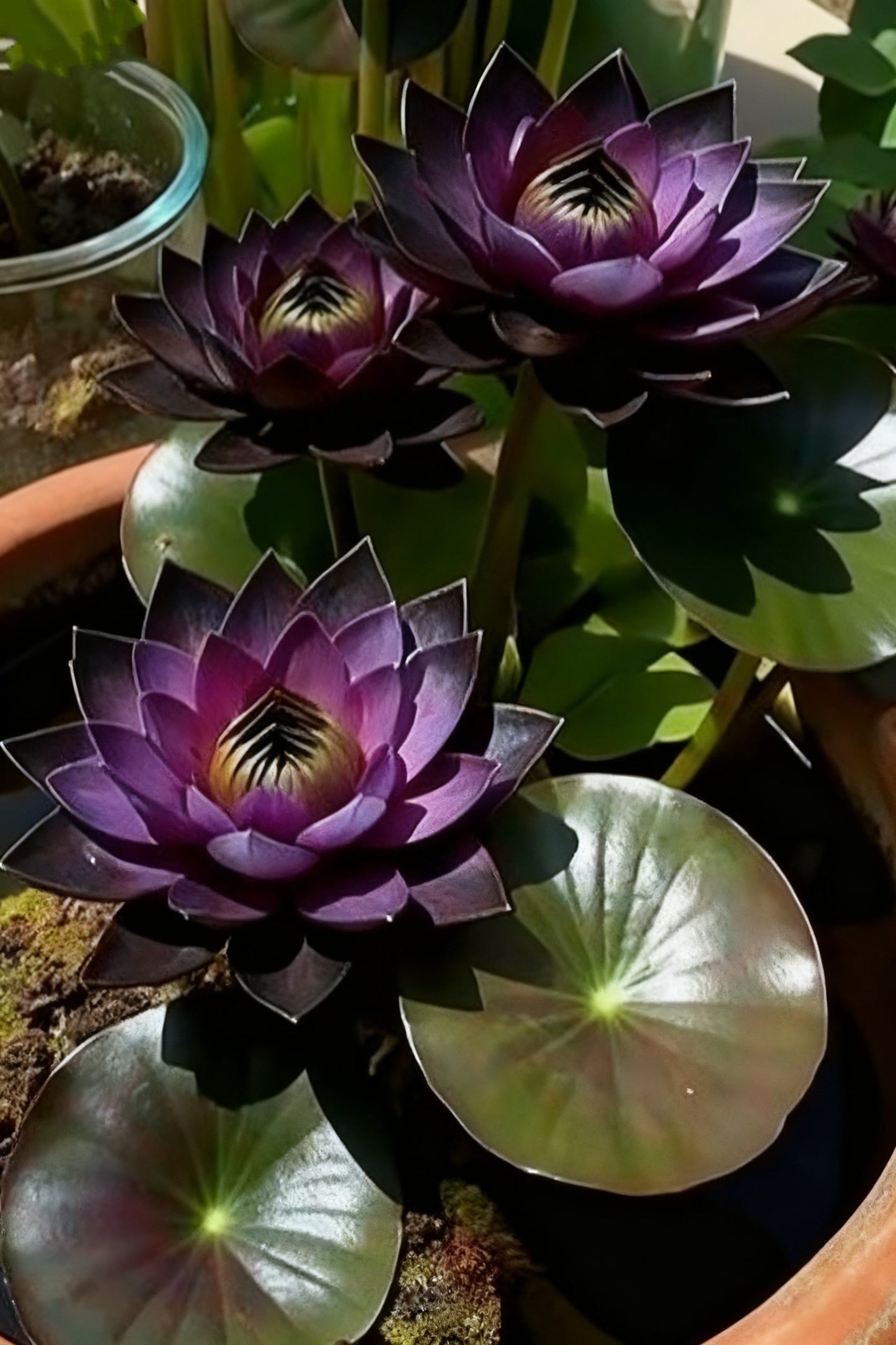 🌌💜 Lotos cienisty – rzadka piękność w Twoim ogrodzie🌸