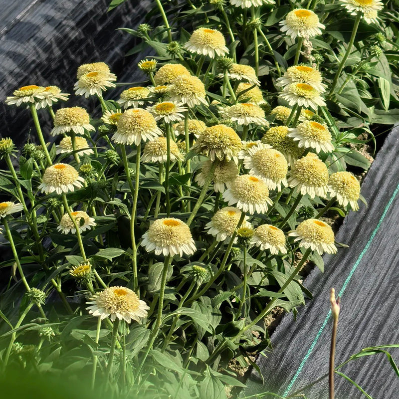 Echinacea semena