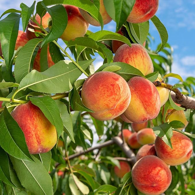 🍑Bardzo słodkie i soczyste pestki brzoskwini