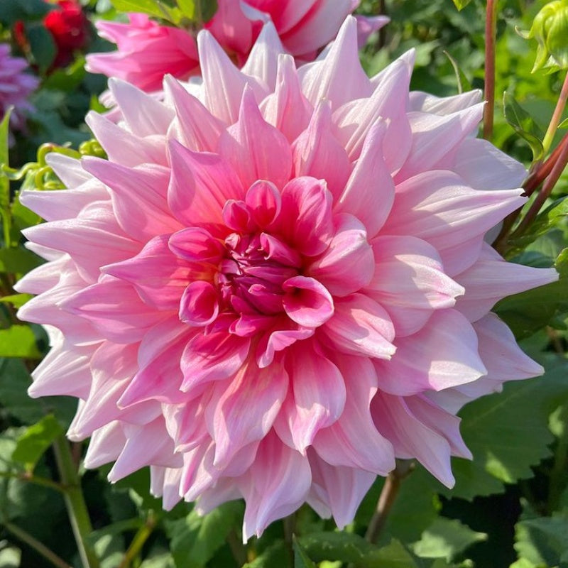 🌸Redke dvojne dalije – unikatne rože, ki jih nikoli ne srečate v običajnih vrtovih