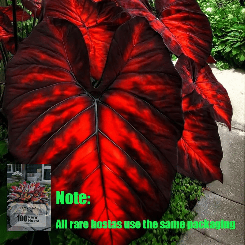 🌿 Redke čebulice hoste🎁 Posebna ponudba 2025