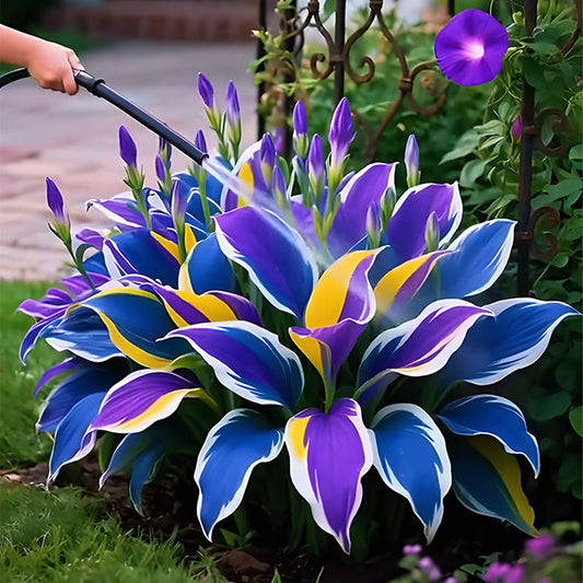🌞 Easy-to-Grow Colorful Hostas for Year-Round Beauty🪴