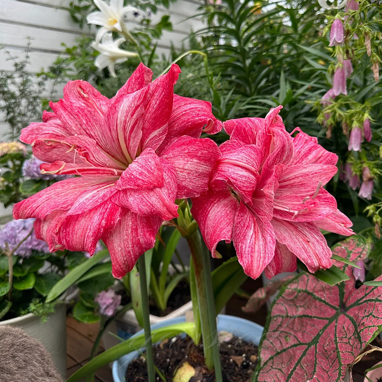 Cebulki amarylisów o podwójnych kwiatach🌼