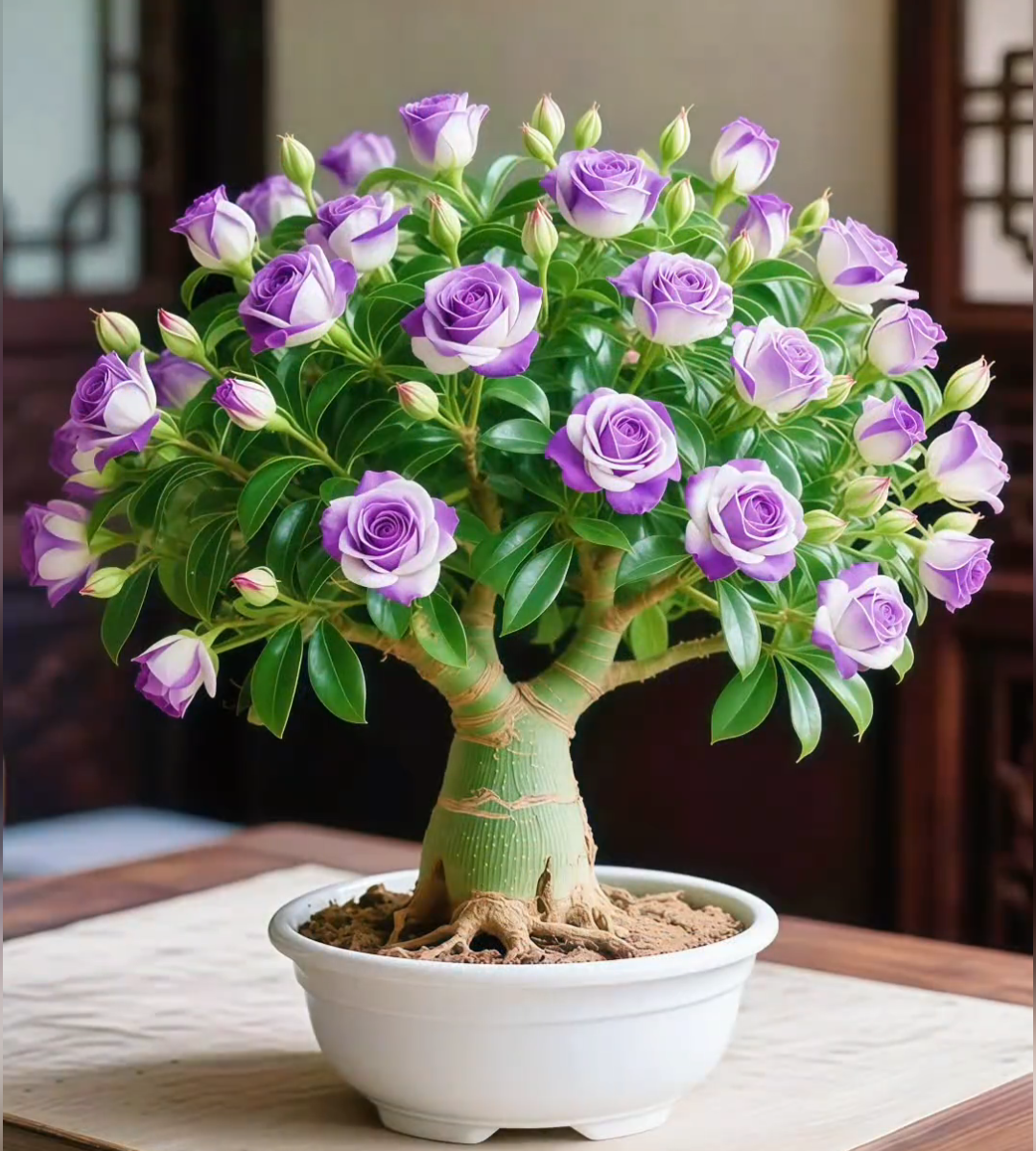 🌵 Редки семена на пустинна роза 🌺 Лесни за отглеждане