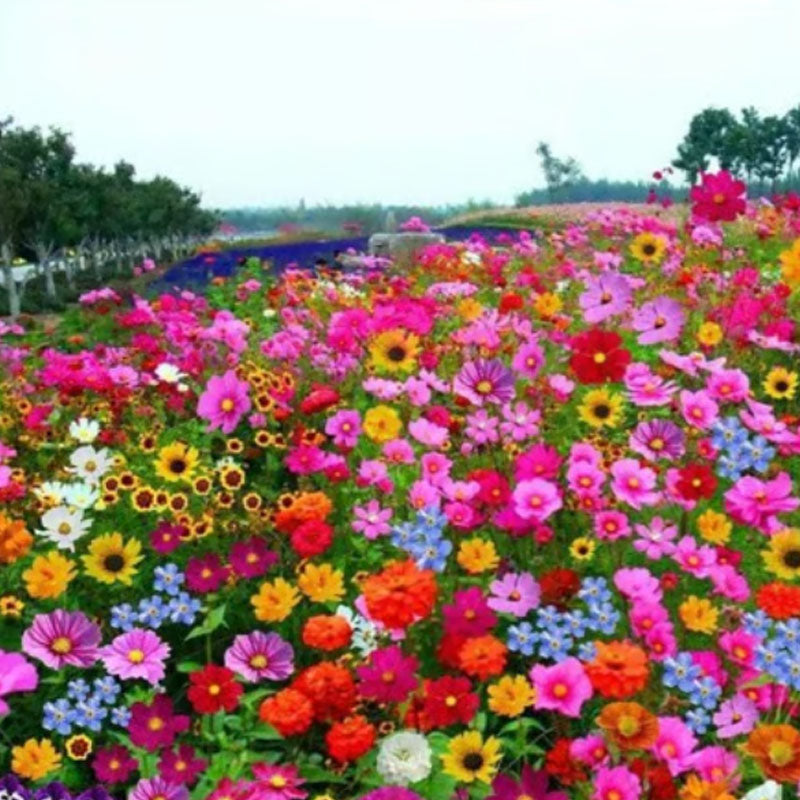 🔥Последен ден на разпродажбата💐Смесени семена за многогодишни цветя - над 60 смесени сорта