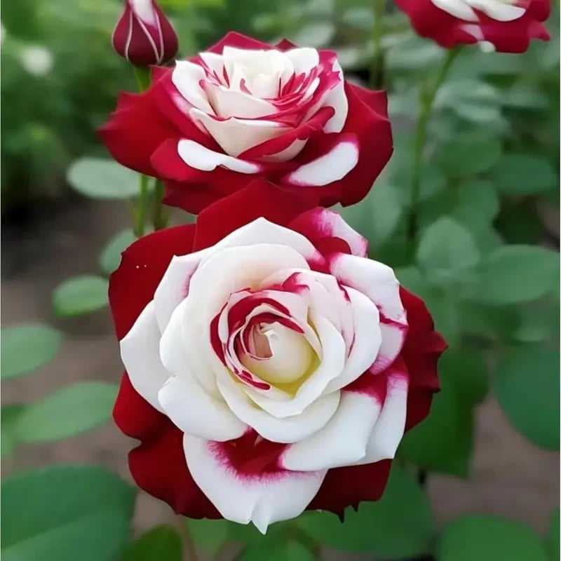 🌹 200/1000 бр. Редки семена на двойни червени и бели рози – Ярки градински цветове
