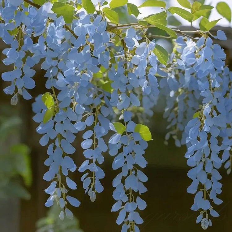 🌸Nasiona glicynii – kaskadowe piękno ogrodu przez cały rok💗