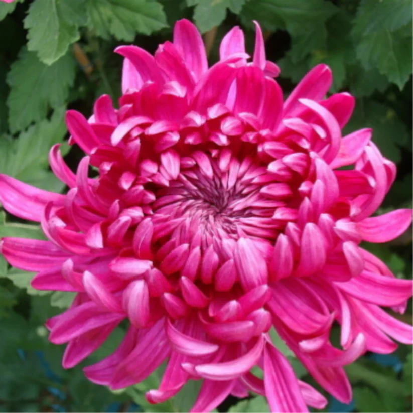 🌺Cvet elegance🌼 Semena orjaške krizanteme