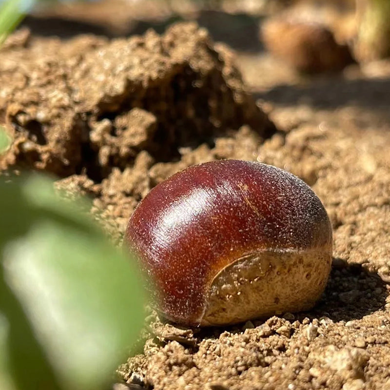 Semena drevesa divjega kostanja – sladke in aromatične oreščke