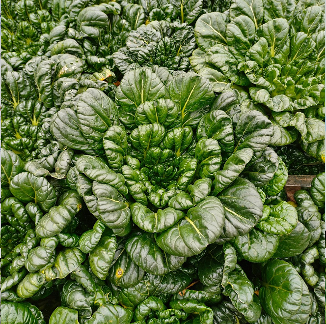 Nasiona Brassica Narinosa (WuTat Choy)