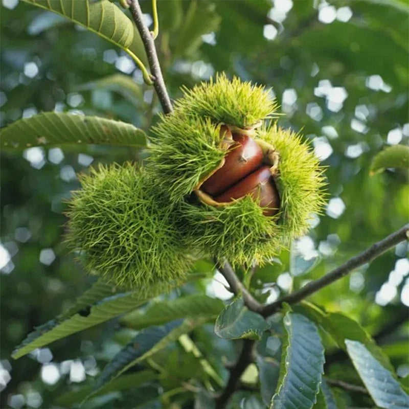 Semena drevesa divjega kostanja – sladke in aromatične oreščke