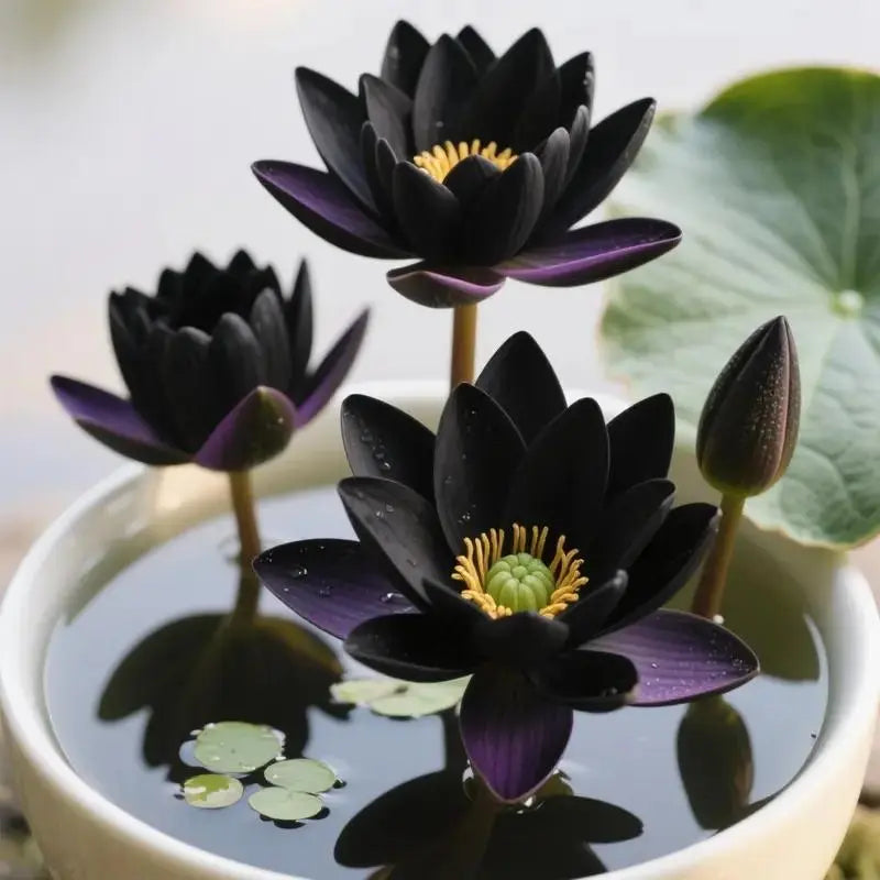 Nasiona lotosu Bowl
