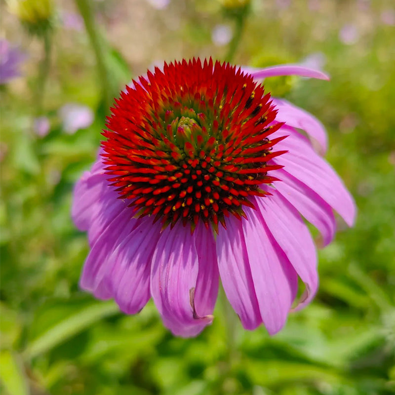 Echinacea semena