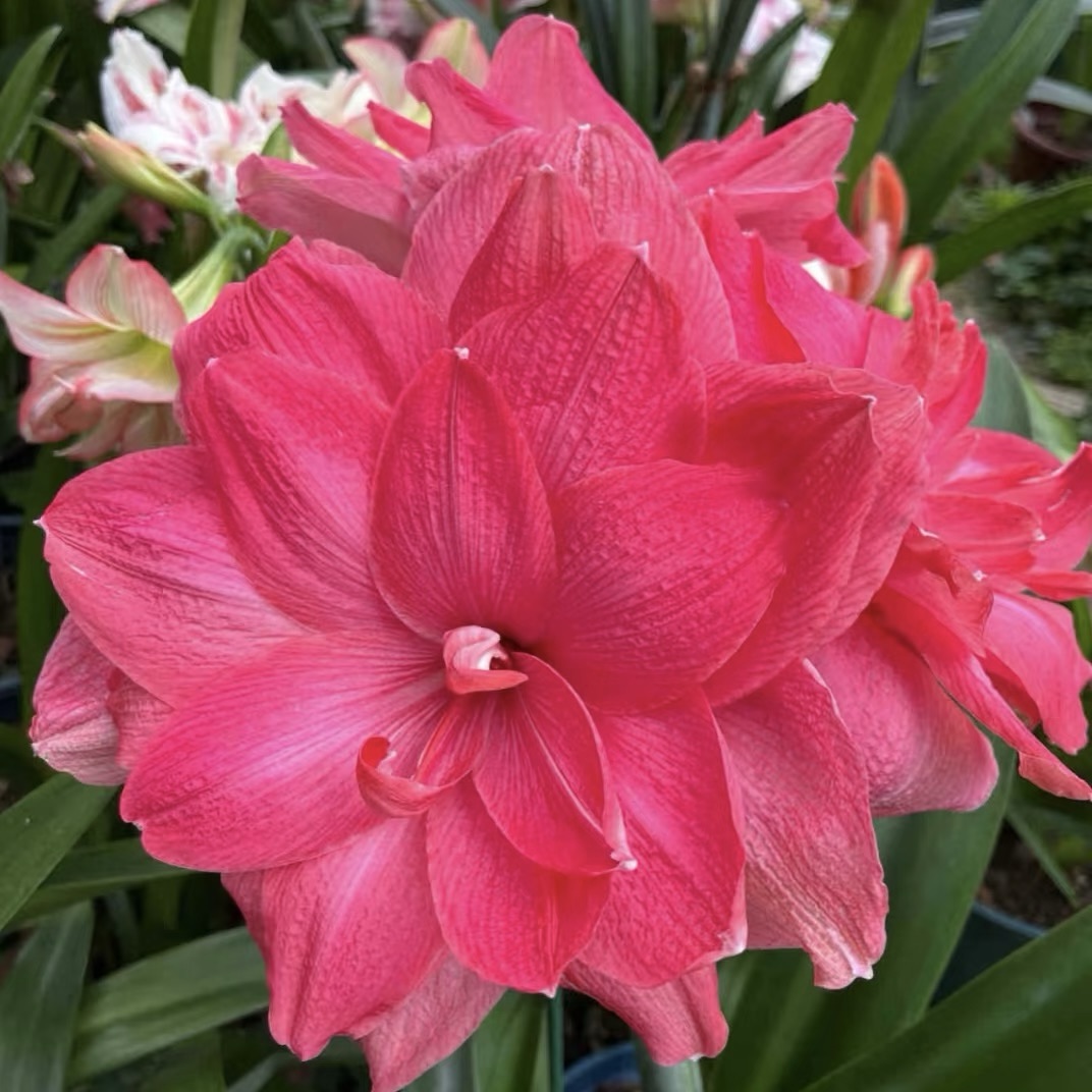 Луковици на двуцветни амарилиси🌼