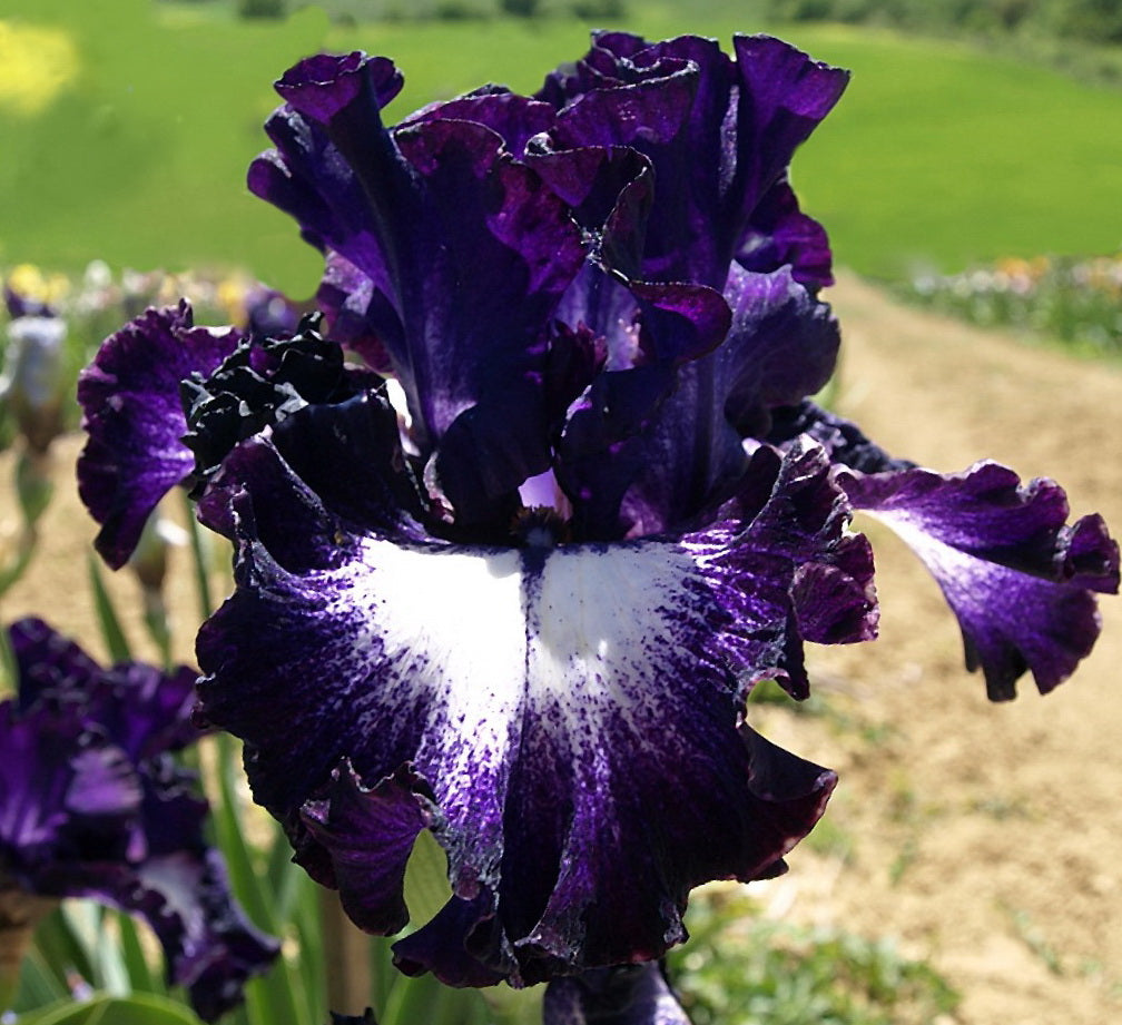 ⚜️Redek, visok bradati iris (premium sorta s koreninami)