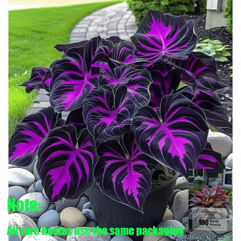 🌿 Redke čebulice hoste🎁 Posebna ponudba 2025