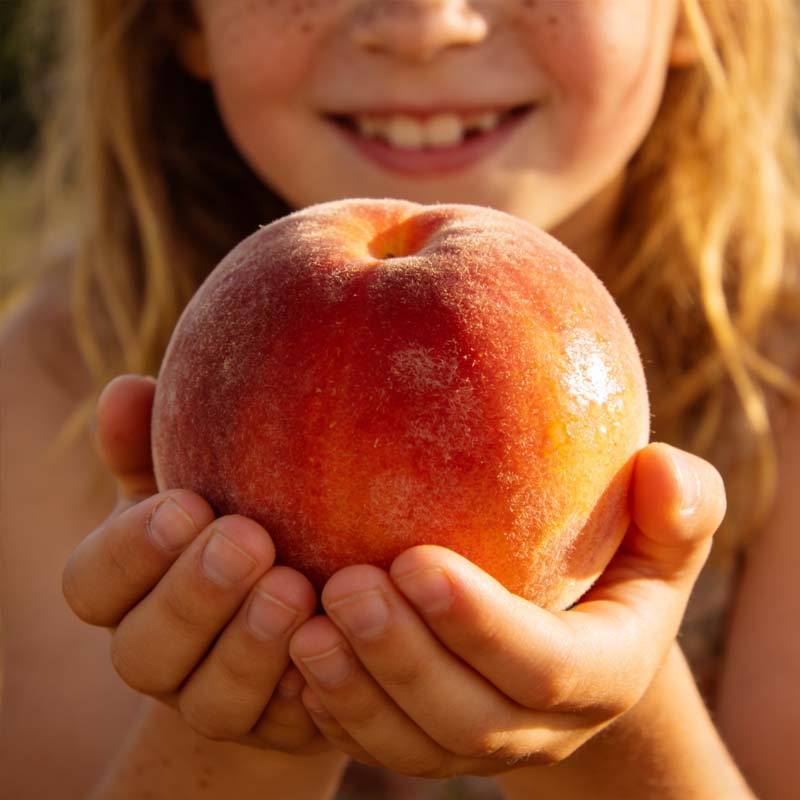 🔥 НАД 65 000 ПРОДАДЕНИ! 🍑 Семена от медена праскова Heirloom, живи