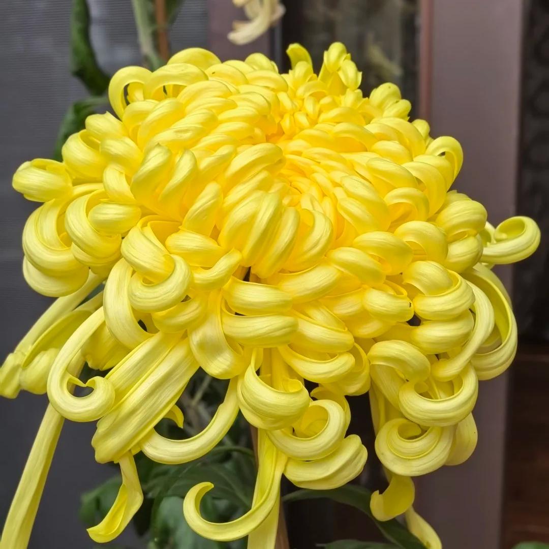 🌺Cvet elegance🌼 Semena orjaške krizanteme
