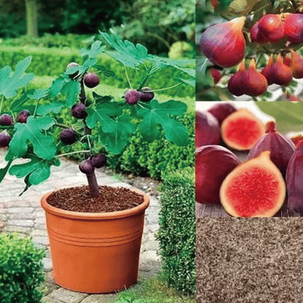 🏆Ponad 65 tys. SPRZEDANYCH!🌿Nasiona fig – łatwe do uprawy na tarasie i balkonie w domu