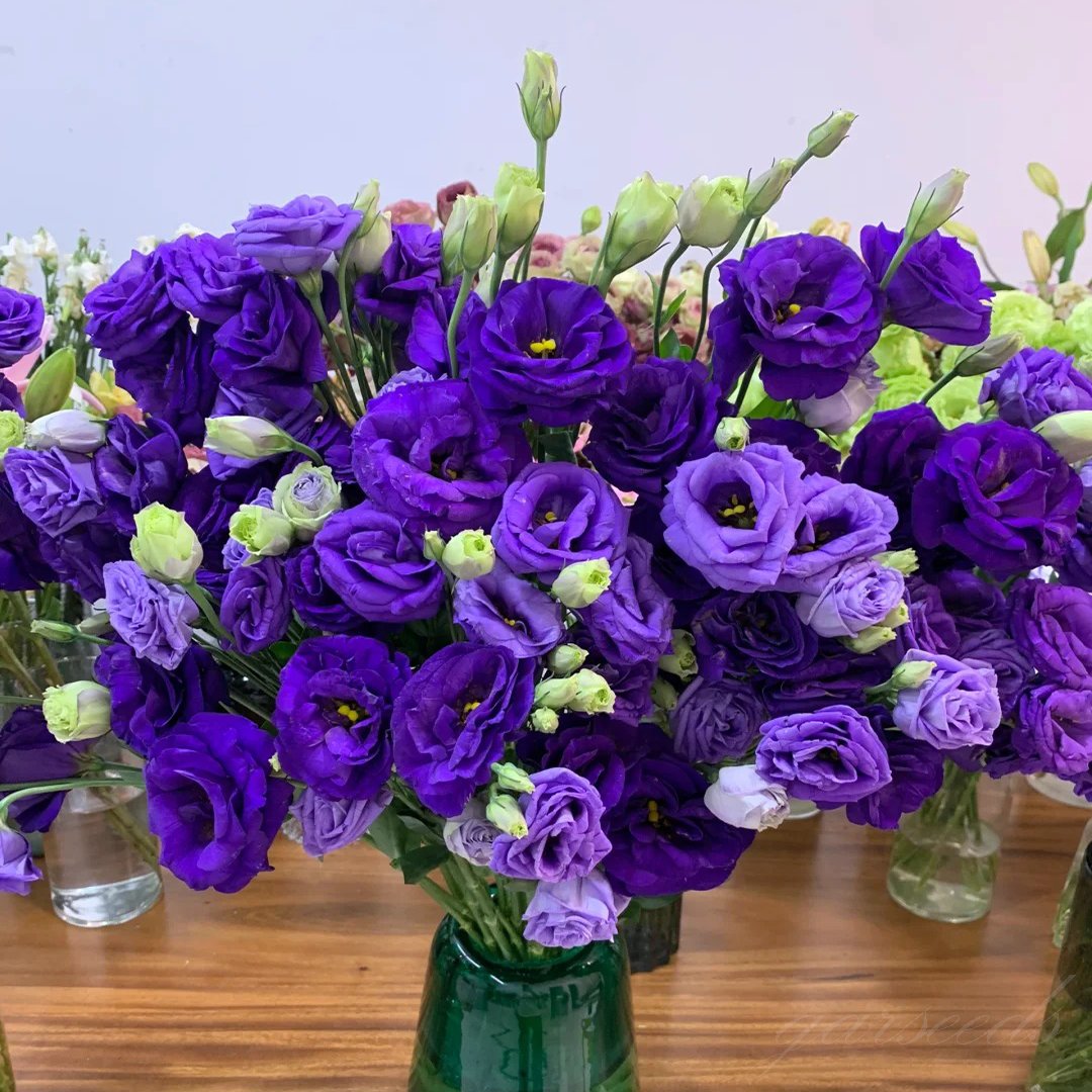🔥Ostatni dzień wyprzedaży💝Eustoma Thornless Rose💐Lisianthus Seeds